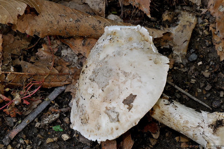 Amanita sp.